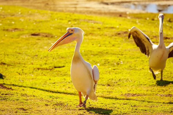Grupo Grandes Pelicanos Brancos Brincar Redor — Fotografia de Stock