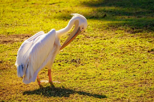 Grupo Grandes Pelícanos Blancos Juegan —  Fotos de Stock