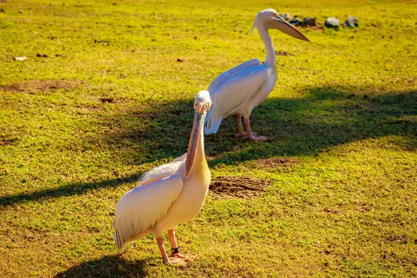 Grupo Grandes Pelícanos Blancos Juegan —  Fotos de Stock