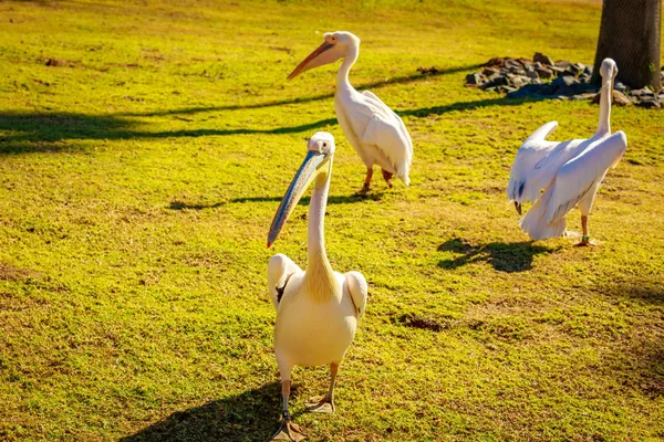 Grupo Grandes Pelícanos Blancos Juegan —  Fotos de Stock