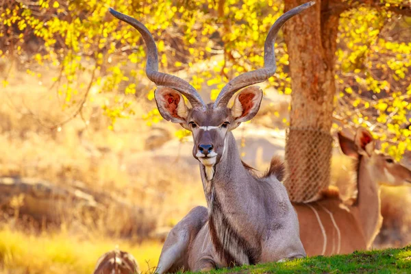Maggiore Kudu Riposo All Ombra Dell Albero — Foto Stock