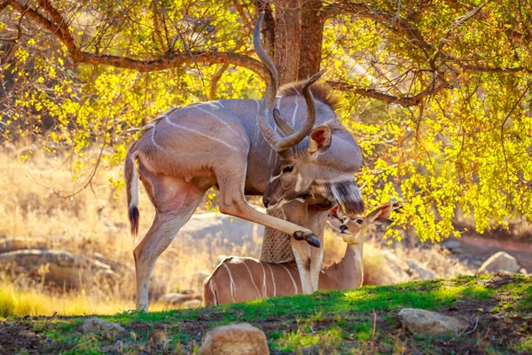 Maior Kudu Resto Sombra Árvore — Fotografia de Stock