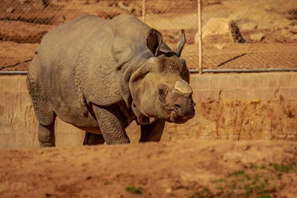 Single Indian Rhinoceros Walks Park — Stock Photo, Image