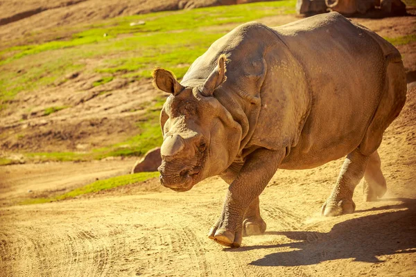 Rinoceronte Indio Sin Cuerno Camina Por Parque — Foto de Stock