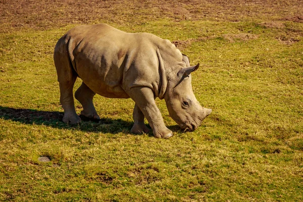 Rinoceronte Indio Camina Por Prado — Foto de Stock