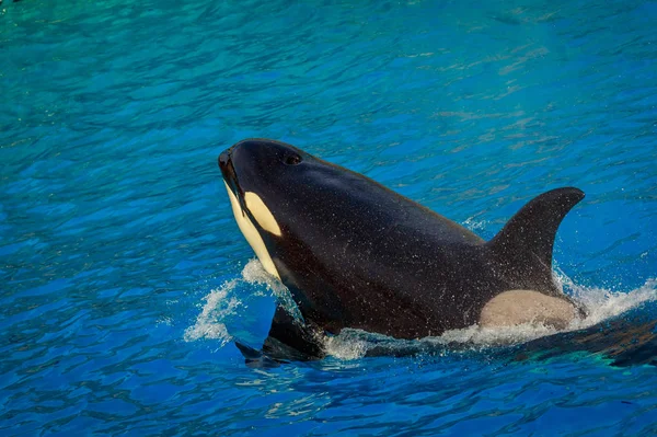 Una Ballena Asesina Juega Agua — Foto de Stock