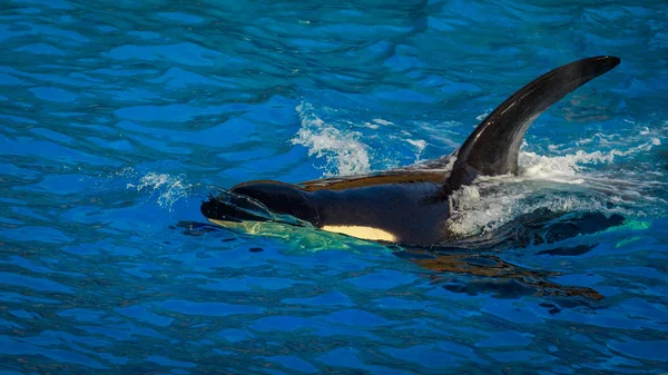 Una Ballena Asesina Juega Agua — Foto de Stock