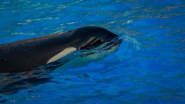 Una Ballena Asesina Juega Agua — Foto de Stock