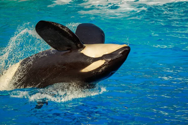 Een Moordenaar Walvissen Orca Speelt Water — Stockfoto