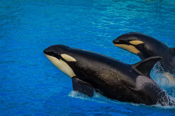 Dos Orcas Orca Nadan Través Del Agua — Foto de Stock