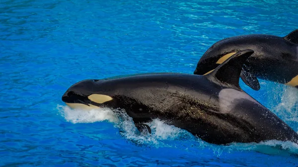 Two killer whales  (Orca) swim through water.