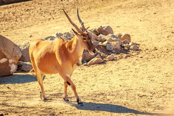 Maile Comune Eland Antelope Cammina Attraverso Pianura — Foto Stock