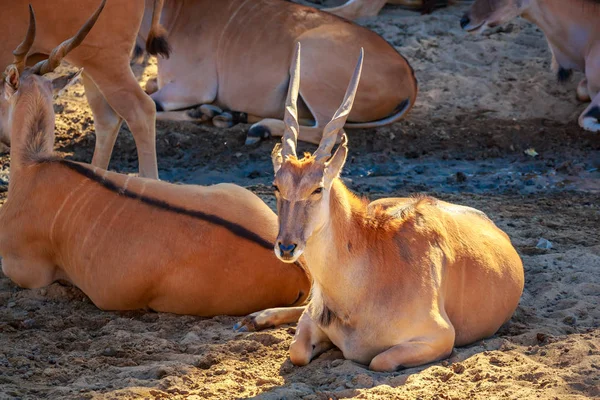 Mâle Commun Eland Antilope Repose Sur Sol — Photo