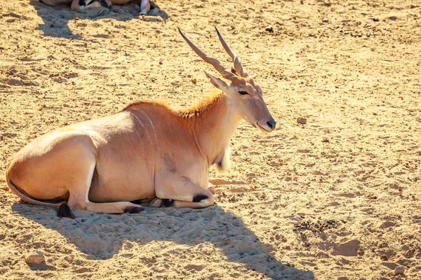 Mâle Commun Eland Antilope Repose Sur Sol — Photo