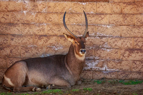 Wasserbock Ruht Schatten Gegen Die Wand — Stockfoto