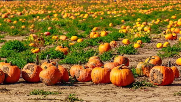 Halloween Pumpkin Patch Pole Dokonalé Pozadí Obrázek — Stock fotografie
