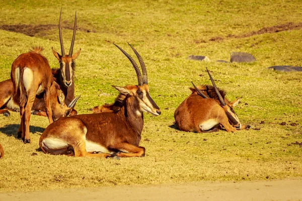 Groupe Antilopes Sable Reposent Cercle Chacun Faisant Face Des Directions — Photo