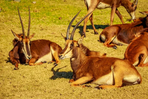 Gruppo Sable Antelope Riposo Cerchio Ciascuno Rivolto Direzione Diversa Come — Foto Stock