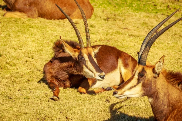 Gruppo Sable Antelope Riposo Cerchio Ciascuno Rivolto Direzione Diversa Come — Foto Stock