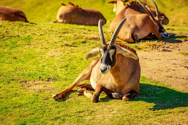 Ομάδα Roan Antelope Ανάπαυση Κύκλο Κάθε Διαφορετική Κατεύθυνση Που Αντιμετωπίζει — Φωτογραφία Αρχείου
