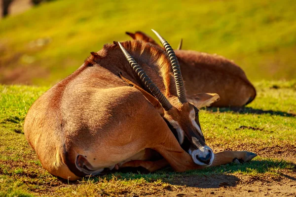 Gruppe Von Römischen Antilopen Ruhen Kreis Wobei Jede Andere Richtung — Stockfoto