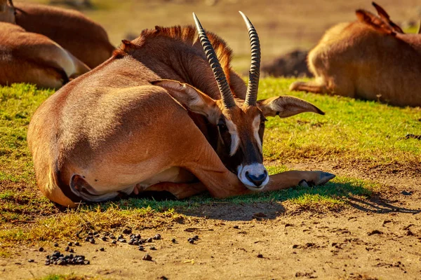 Groupe Antilopes Roan Reposent Cercle Chacun Faisant Face Des Directions — Photo