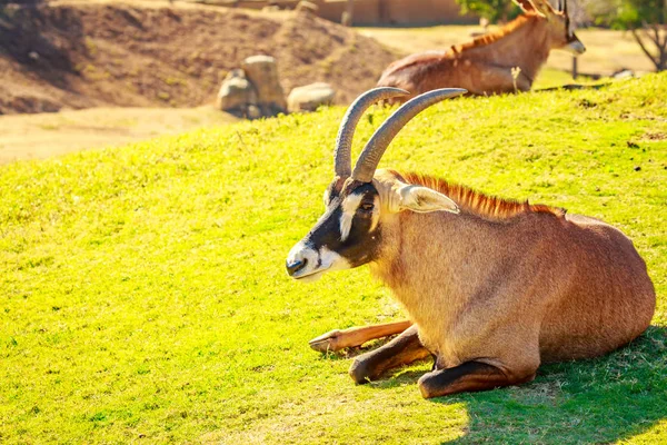 Ομάδα Roan Antelope Ανάπαυση Κύκλο Κάθε Διαφορετική Κατεύθυνση Που Αντιμετωπίζει — Φωτογραφία Αρχείου