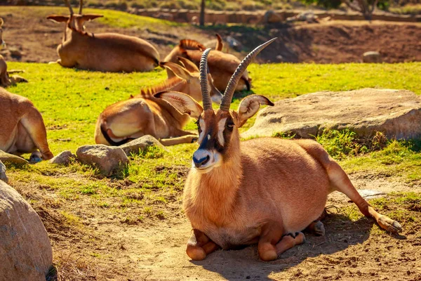 Gruppe Von Römischen Antilopen Ruhen Kreis Wobei Jede Andere Richtung — Stockfoto