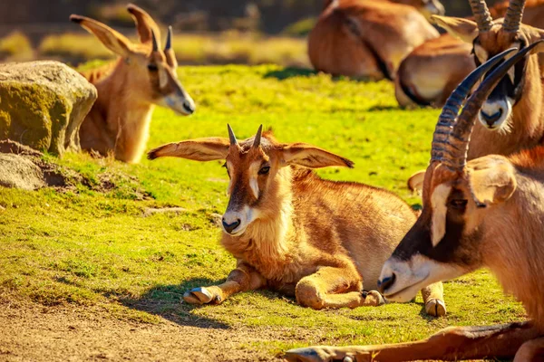 Ομάδα Roan Antelope Ανάπαυση Κύκλο Κάθε Διαφορετική Κατεύθυνση Που Αντιμετωπίζει — Φωτογραφία Αρχείου