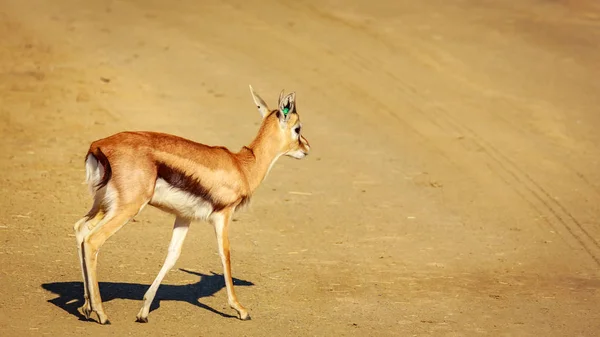Kleine Gazelle Wandert Durch Die Ebene — Stockfoto