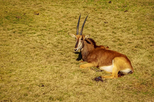 Antelope Sable Singola Sotto Sole — Foto Stock