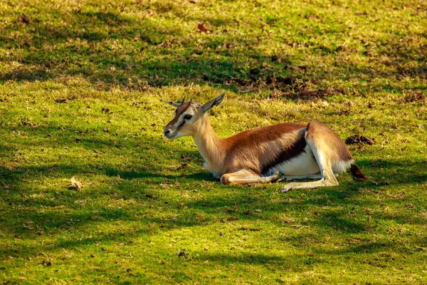 Small Gazelle Rests Shade — Stock Photo, Image