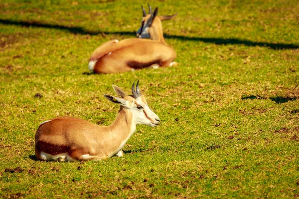 Springbockantilope Ruht Auf Der Wiese — Stockfoto