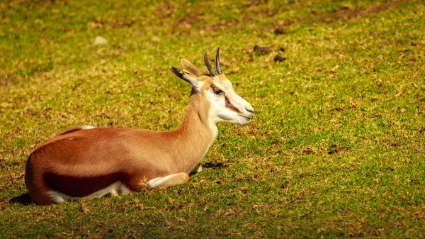 Antylopy Springbok Odpoczynek Łące — Zdjęcie stockowe