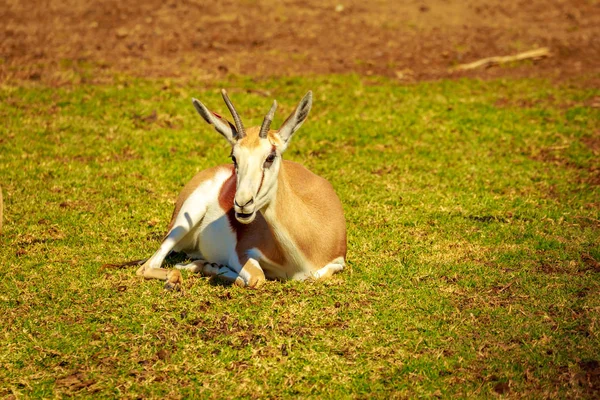 Springbok Antílope Descansar Prado — Fotografia de Stock
