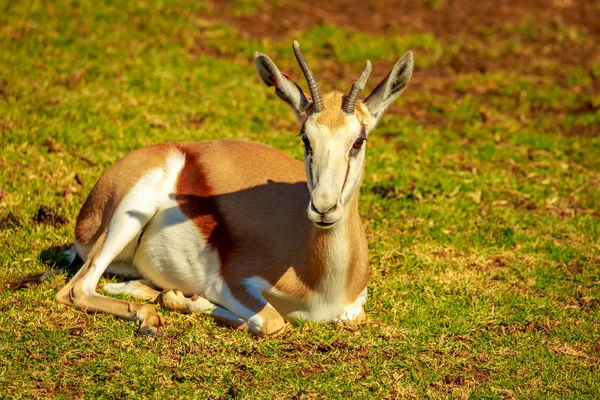 Springbockantilope Ruht Auf Der Wiese — Stockfoto