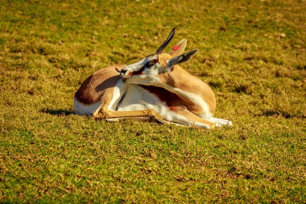 Спрінгбок Антилопи Відпочинок Лузі — стокове фото
