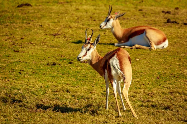 Springbok Antilope Repose Sur Prairie — Photo