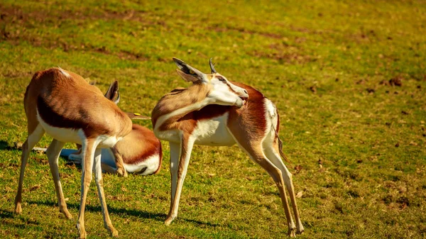 Springbok Antilope Repose Sur Prairie — Photo