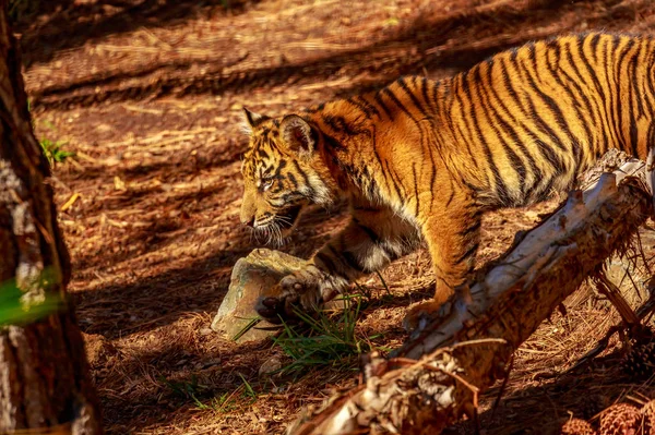 Tigre Sumatra Deambula Por Bosque —  Fotos de Stock