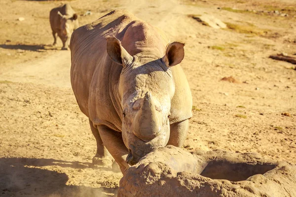Rinoceronte Blanco Camina Por Llanura — Foto de Stock