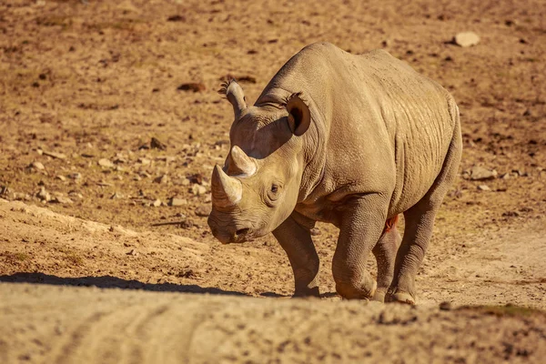 Breitmaulnashorn Wandert Über Die Ebene — Stockfoto