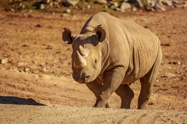 Breitmaulnashorn Wandert Über Die Ebene — Stockfoto