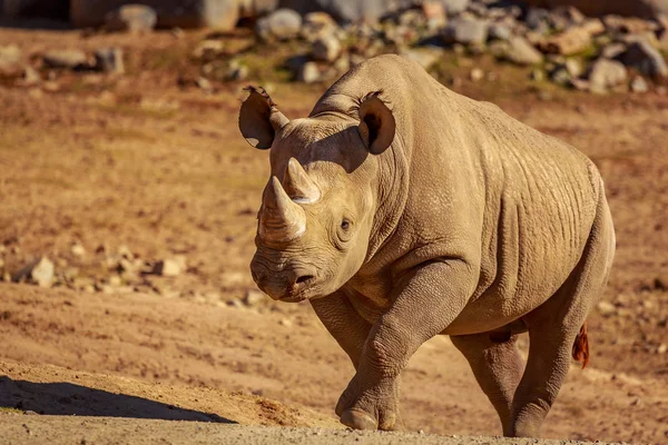 White Rhinoceros Walks Plain — Stock Photo, Image
