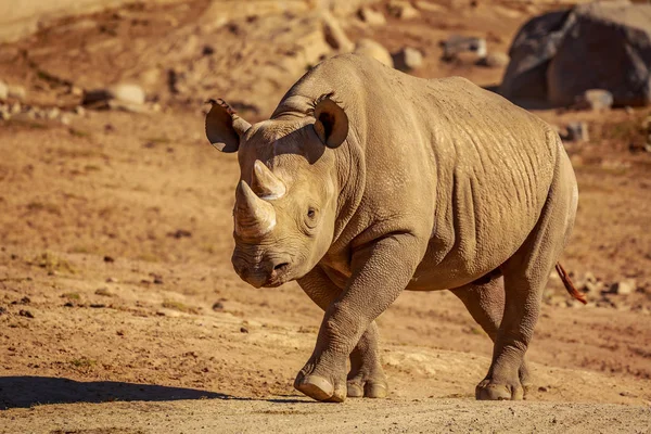 Rinoceronte Blanco Camina Por Llanura —  Fotos de Stock