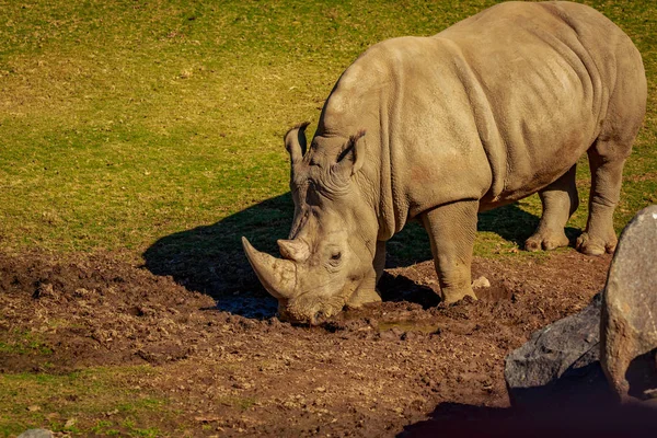 Breitmaulnashorn Spaziert Über Die Wiesen — Stockfoto