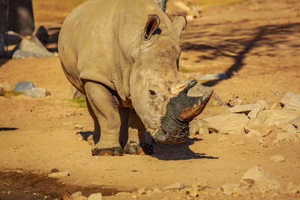 Rinoceronte Blanco Con Barro Cuerno Después Beber Río — Foto de Stock