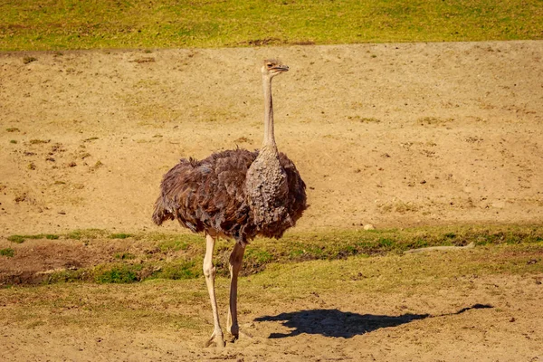 Uma Avestruz Fica Guarda Dança Campo Simples — Fotografia de Stock