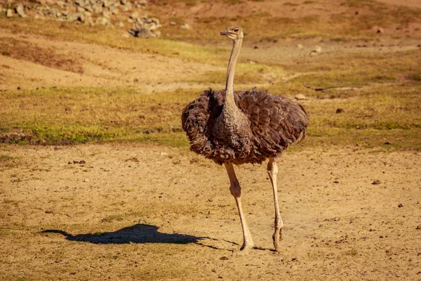 An Ostrich stands guard and dances on a plain field.