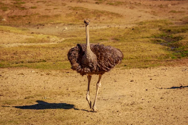 Avestruz Hace Guardia Baila Campo Llano —  Fotos de Stock